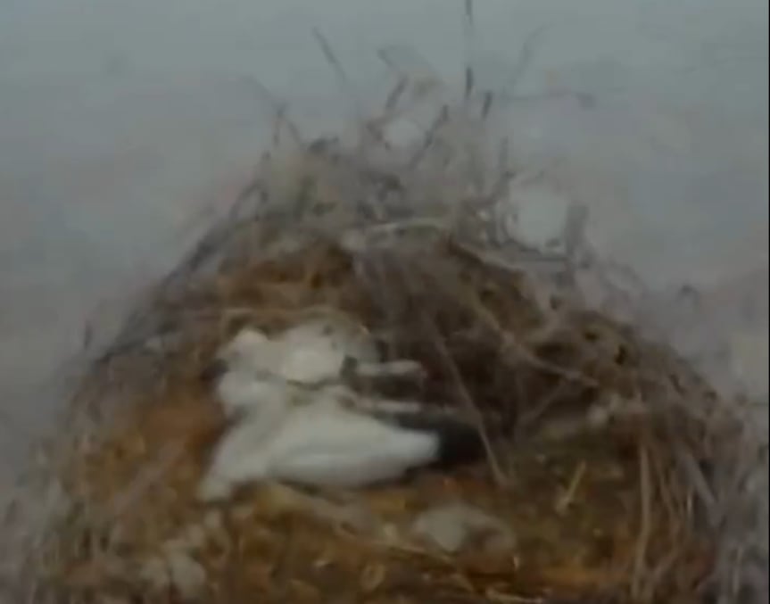 La DANA arrasa con un nido de pollos durante su paso por un pueblo de Ávila.