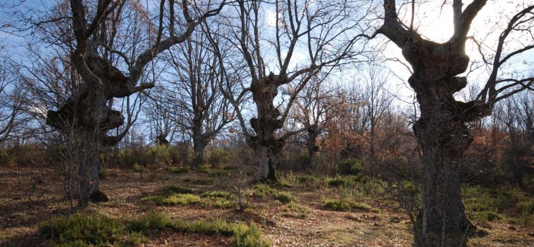 A los cinco municipios que forman parte de la Reserva quiere unirse ahora Madarcos