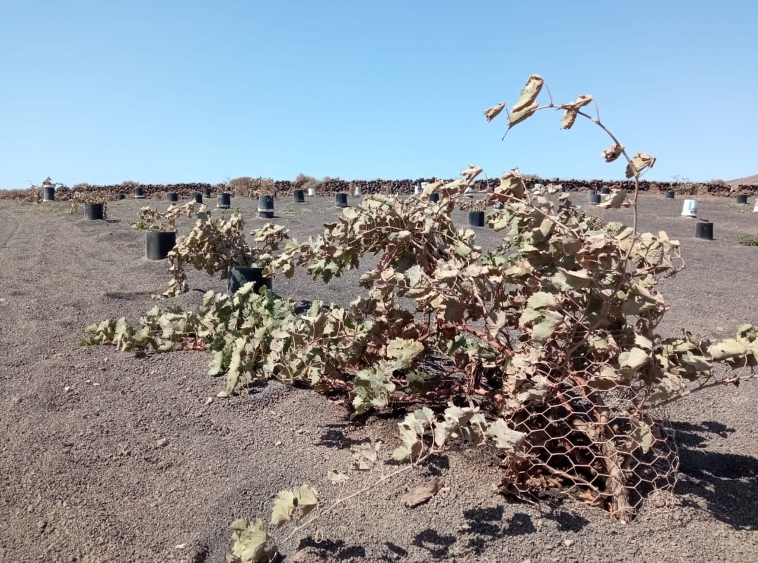 Plantaciones afectadas en el norte de Lanzarote.