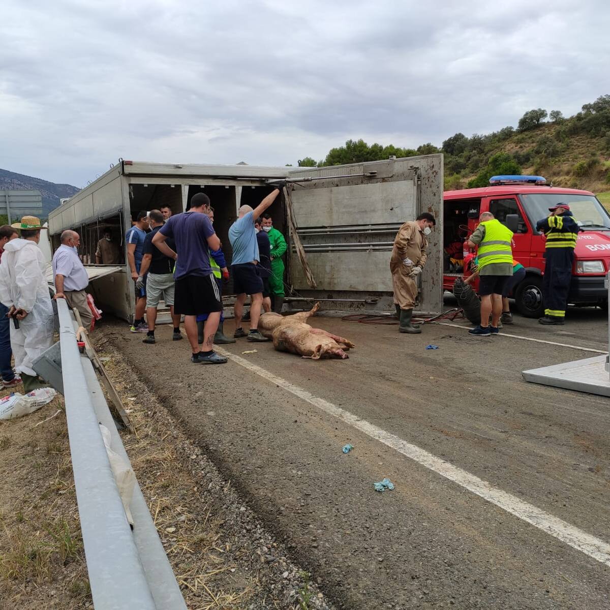 Un camión cargado de cerdos vuelca en la N-123a en el municipio de Graus