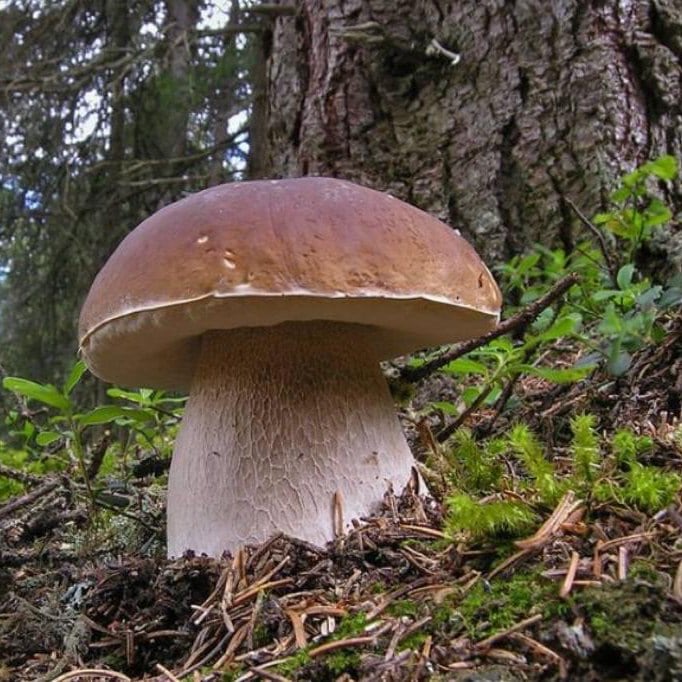 Boletus en Soria