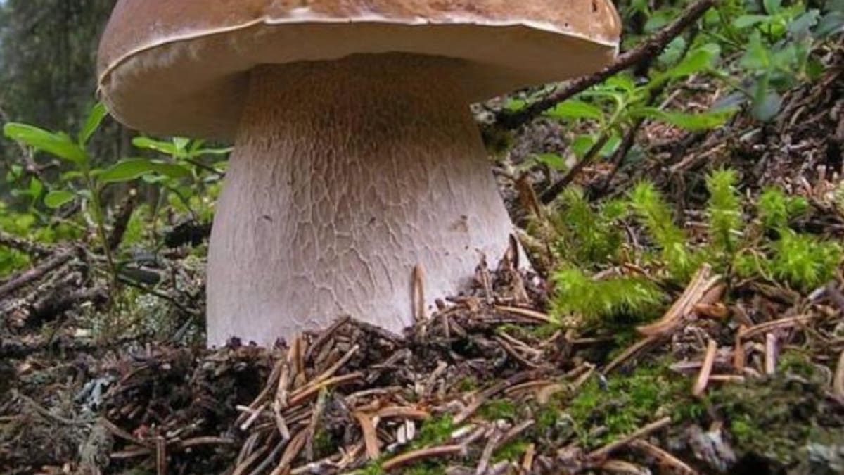 Decomisan media tonelada de boletus y un vehículo durante los nuevos controles micológicos