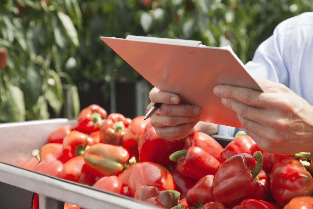 Agroponiente se instala en Águilas y creará 250 empleos