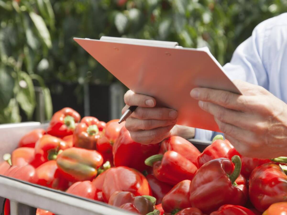 Agroponiente se instala en Águilas y espera crear 250 empleos vinculados al tomate y el pimiento