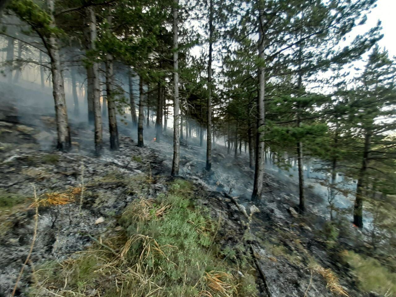 Incendio forestal en Peña Isasa en Préjano
