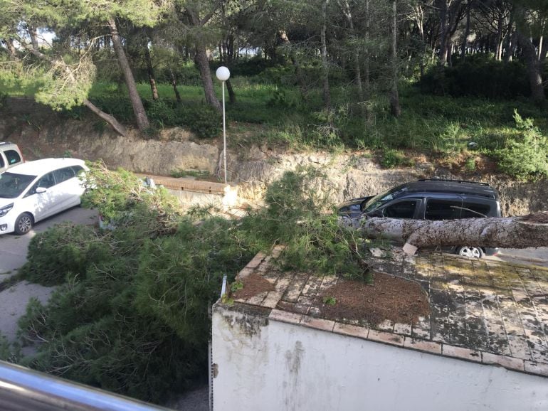 Árbol caído en el entorno del hospital de Puerto Real