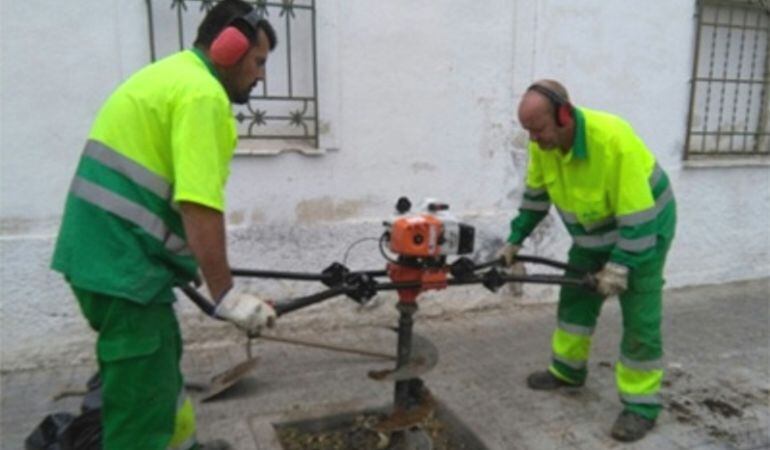 Trabajadores municipales realizarán las plantaciones a lo largo de los próximos días