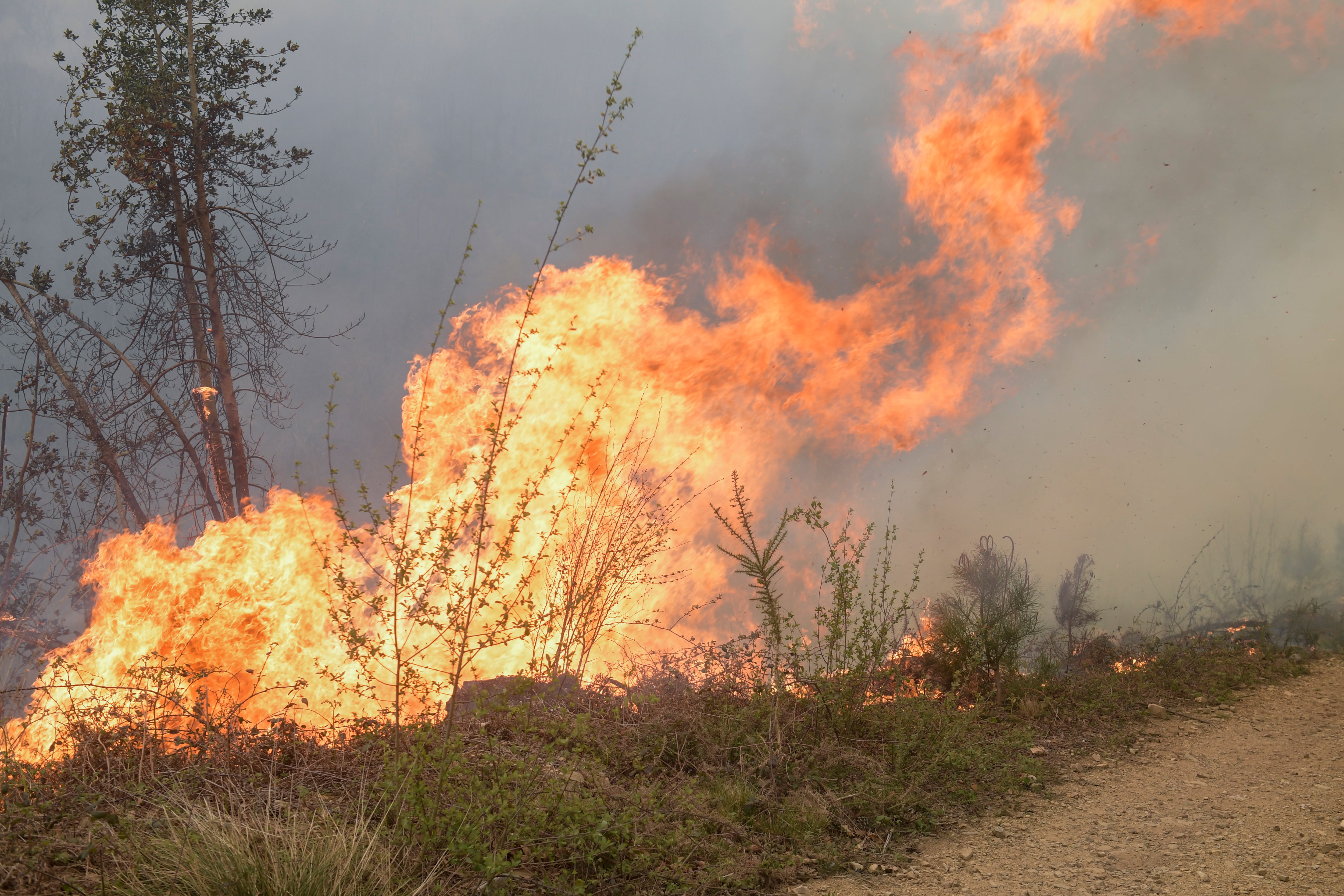 Incendio declarado en Navelgas, Asturias. La Guardia Civil ha desalojado la pasada noche a una veintena de personas por los incendios forestales registrados en Asturias, que este jueves suma 105 focos simultáneos en 35 concejos, según la última información facilitada por el Servicio de Emergencias del Principado de Asturias (SEPA)