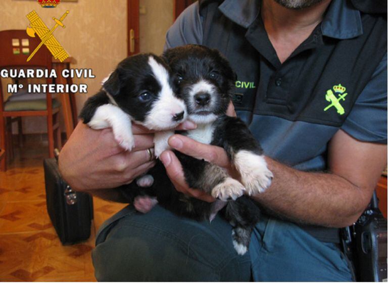 Recuperados 6 cachorros entre la basura en Calanda.