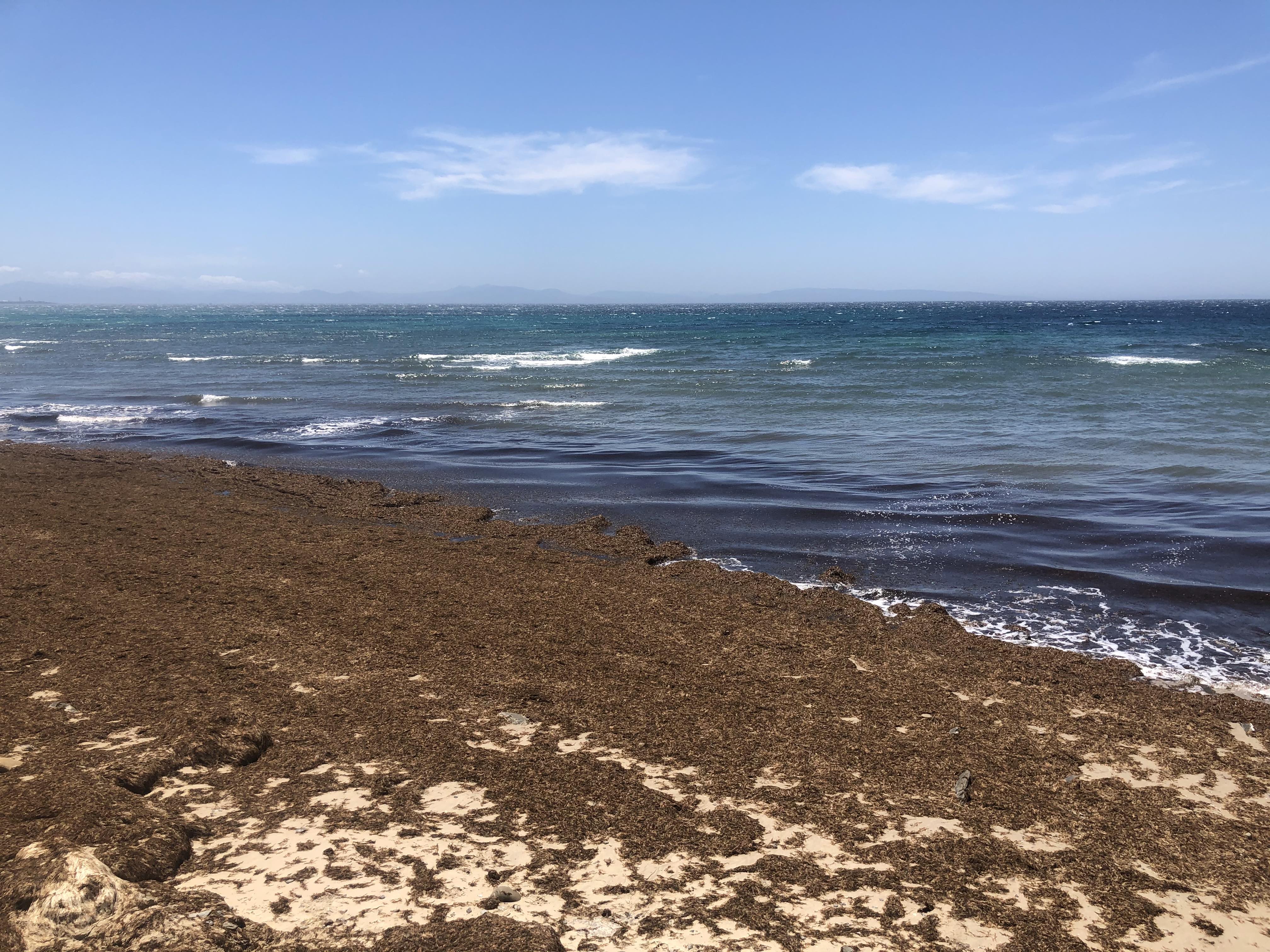 Algas en la costa de Tarifa