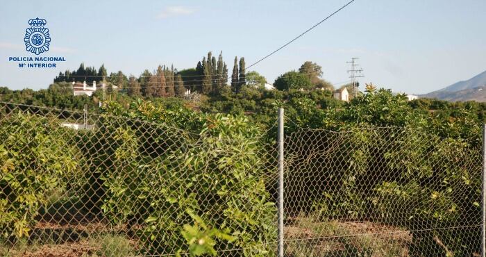 Lugar donde se ha sustraído los aguacates