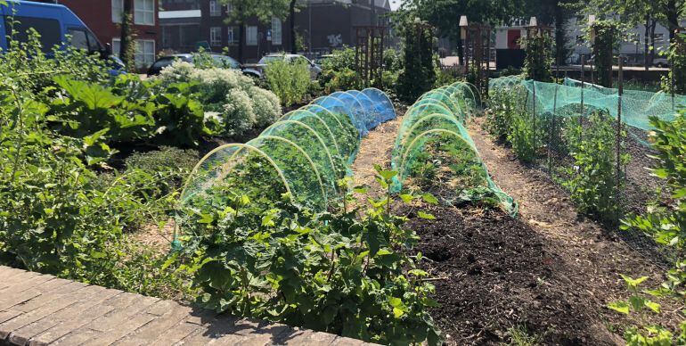 Vista de una huerta urbana en Amsterdam situada en una plaza de la ciudad.