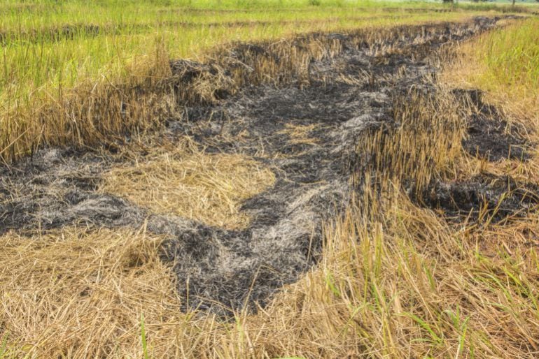 Aunque la conselleria busca alternativas, este año también autorizará la quepa de la paja del arroz porque es la única solución viable 