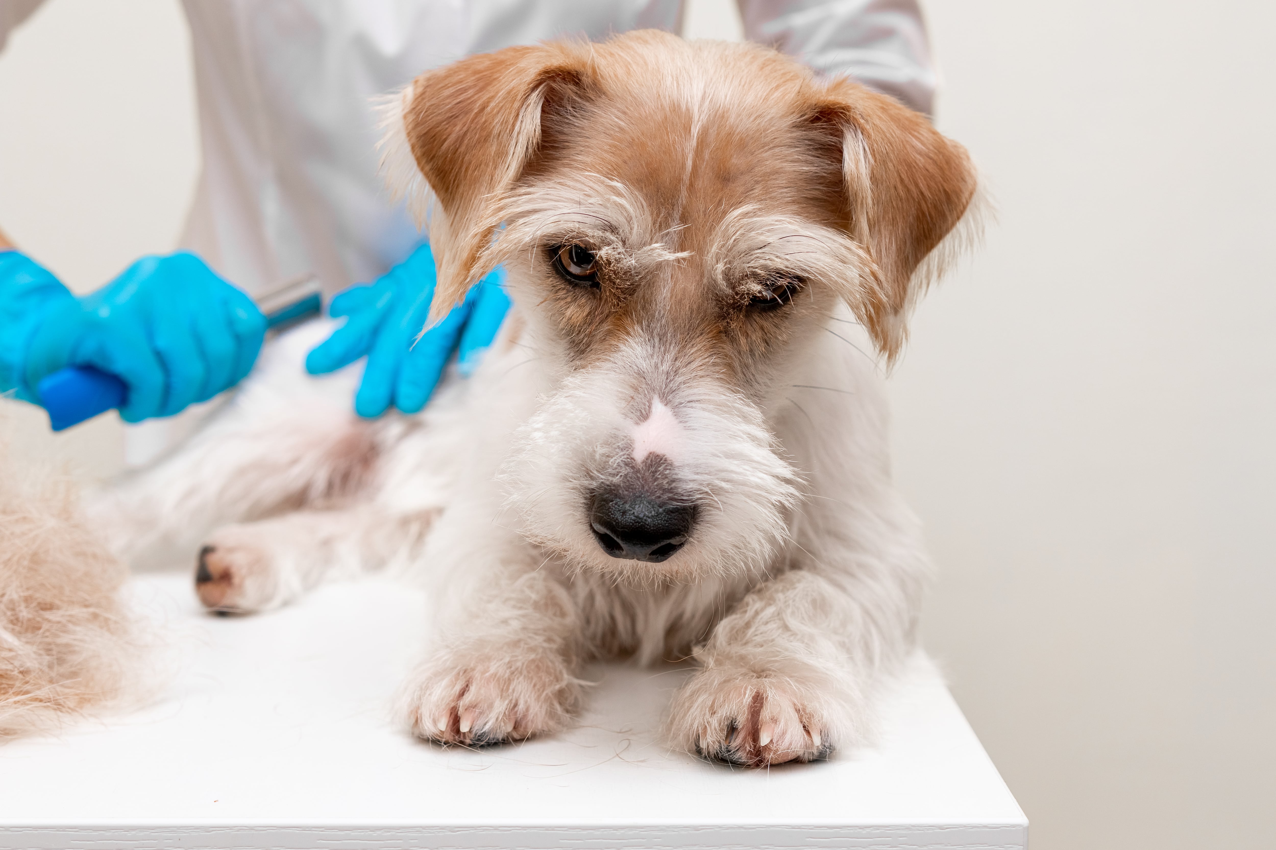 Grooming procedure in a veterinary clinic. A girl in a white coat and blue gloves removes and trims the old coat of an overgrown Jack Russell Terrier puppy on a white table.