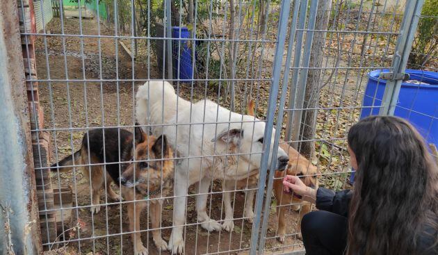 Alicia Díaz, supervisando a algunos de los perros que son acogidos en el Centro Canino Braña Alta de Ciudad Real