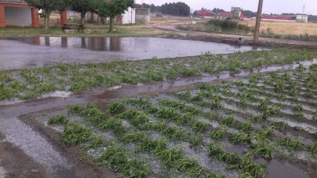 Uno de los cultivos afectados por el granizo