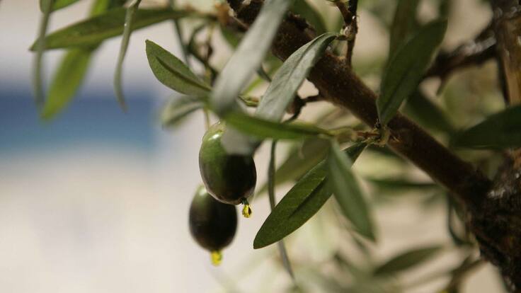 Manuel Parras: "Los aoves de la próxima cosecha ya podrían tener el marchamo de 'Aceite de Jaén'"