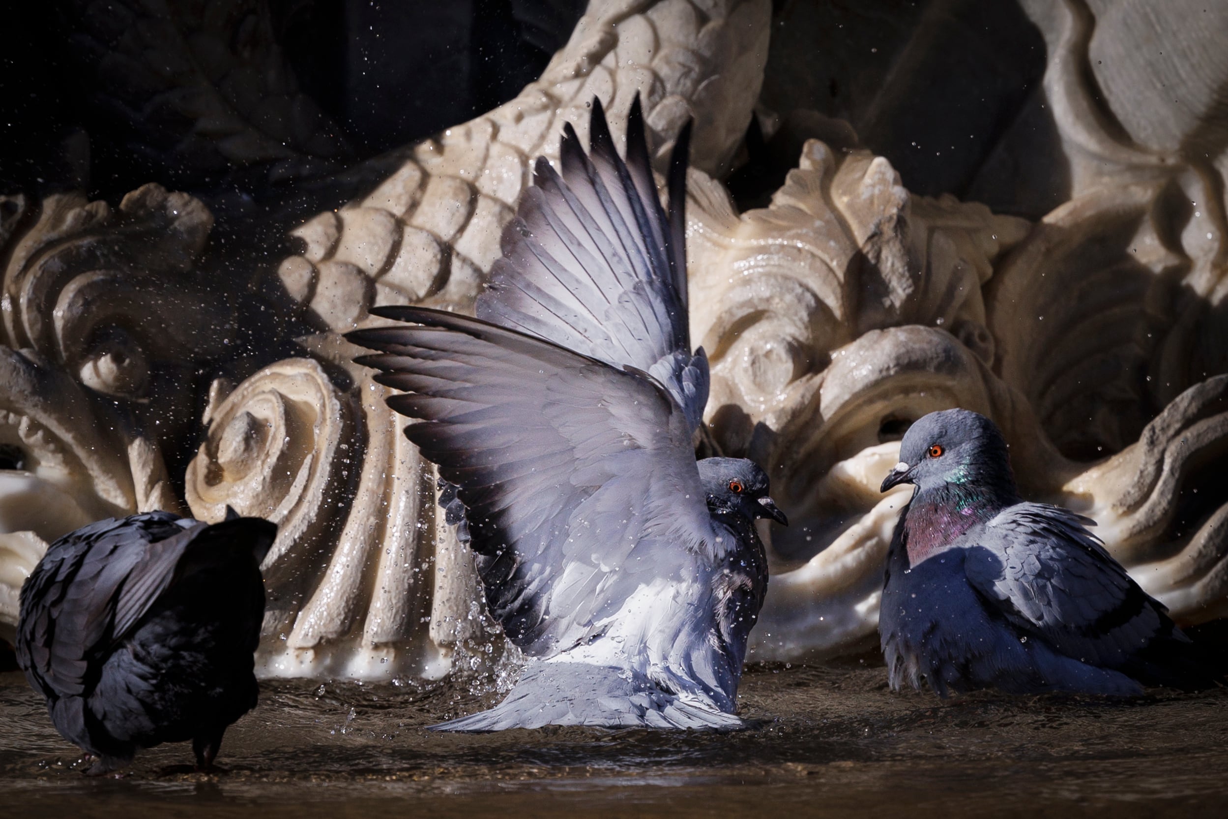 Tres palomas se refrescan en una de las fuentes de Pamplona. El mes de enero ha sido mayoritariamente cálido.