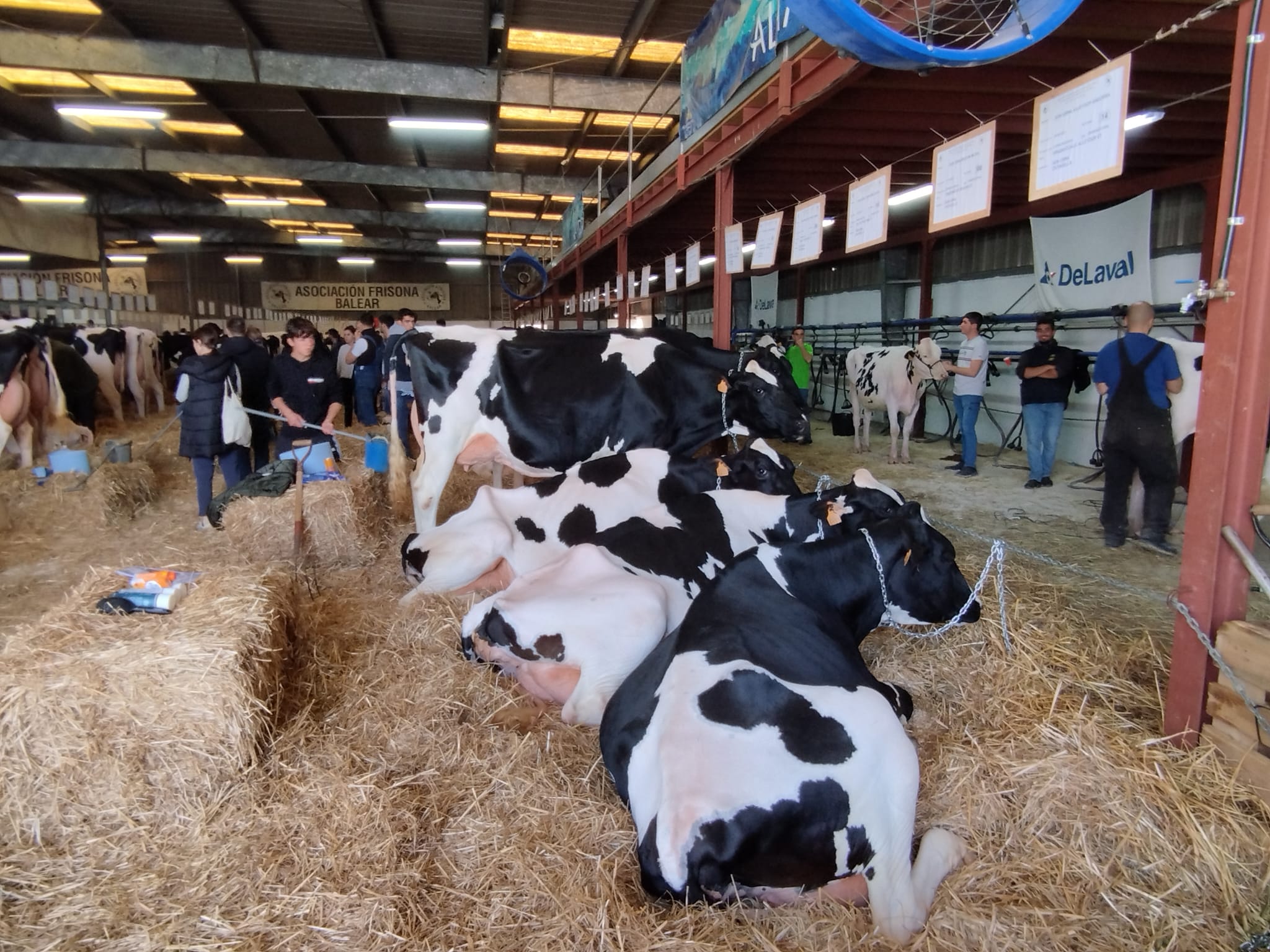 Més de 170 animals participen al concurs morfològic d'enguany.