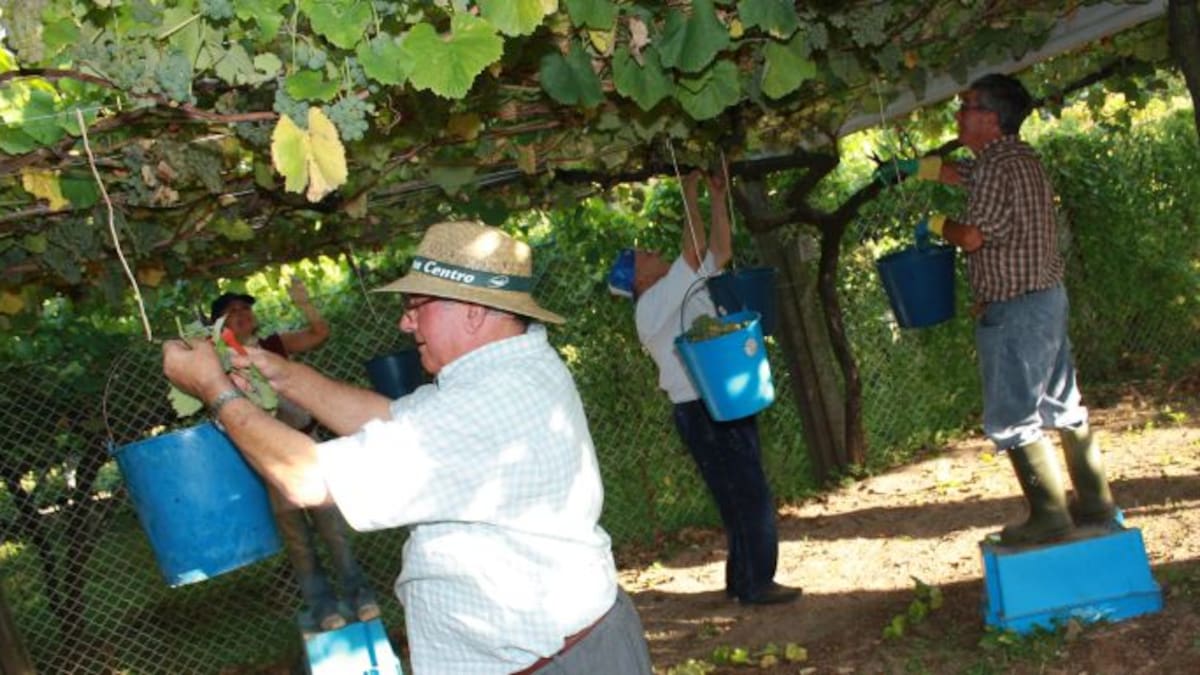 Mejor vendimia de lo esperado