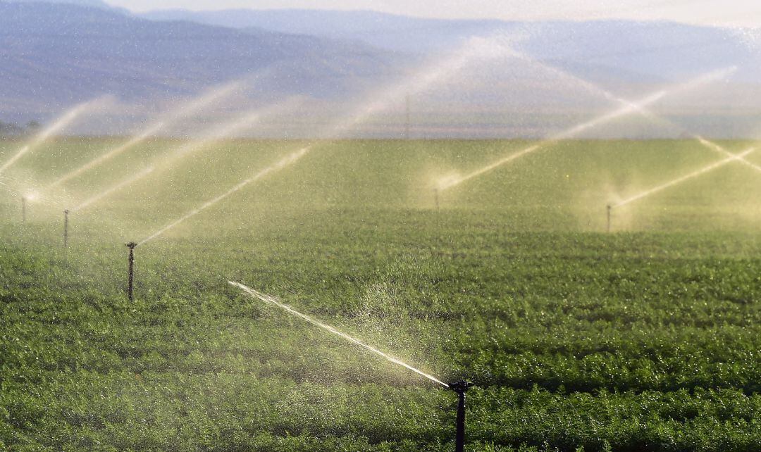 Una plantación regada con aspersores.