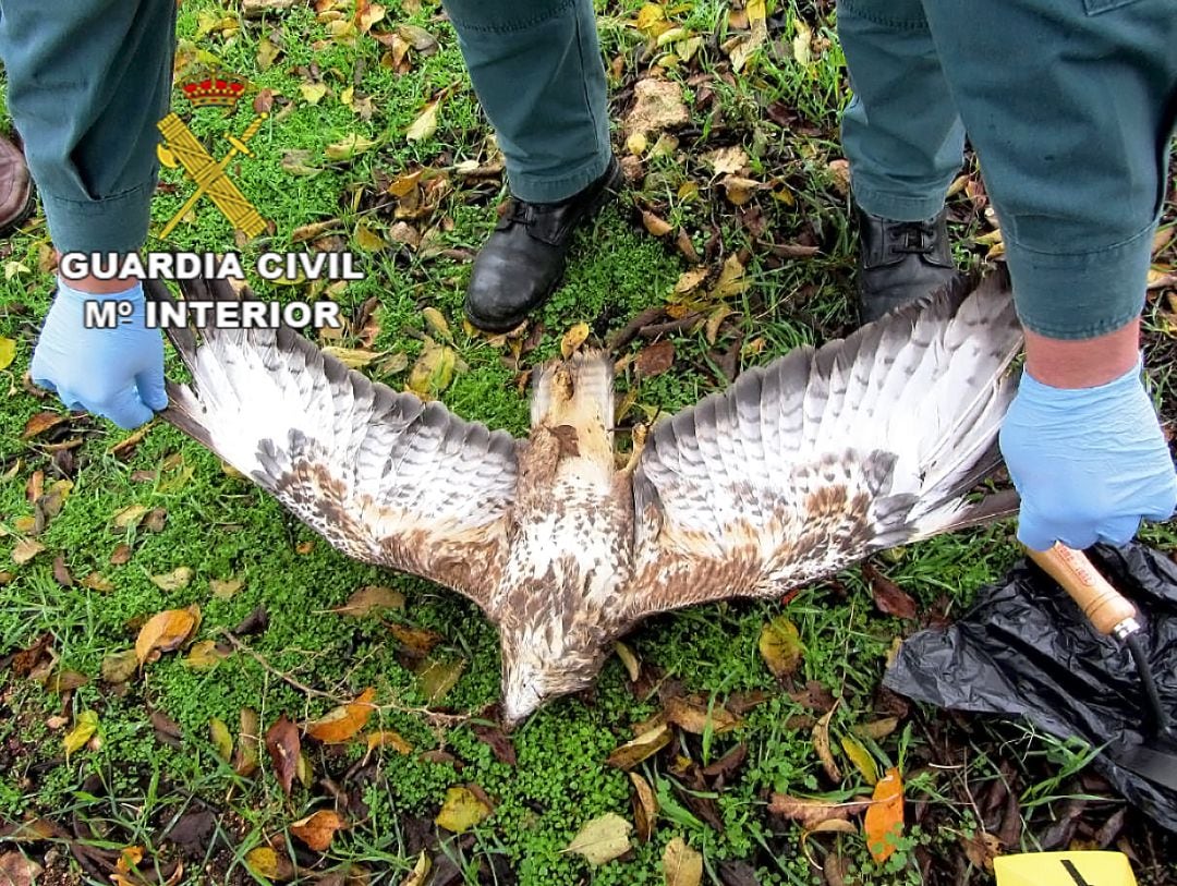 Imagen del águila imperial, especie en peligro de extinción, envenenada y localizada por la Guardia Civil.