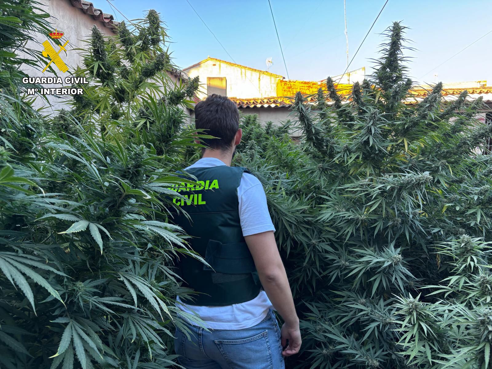 Cultivo de marihuana en Villarrobledo