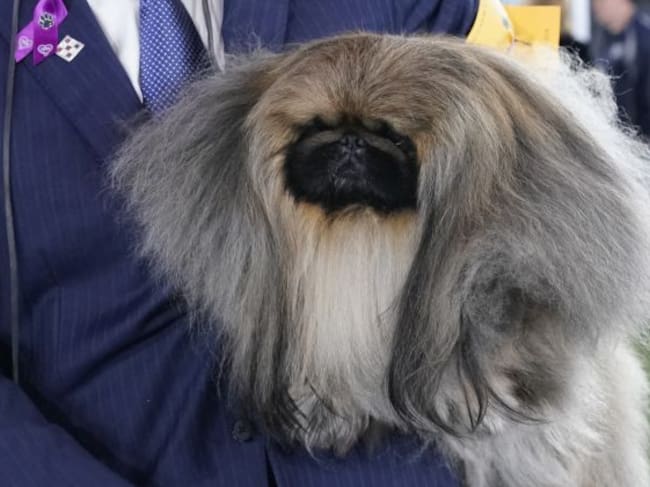 Wasabi posa orgulloso.