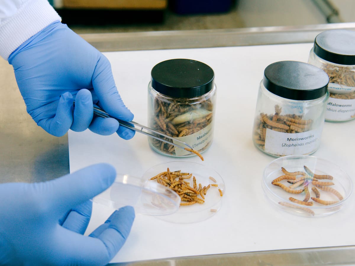 Insectos en la dieta del ganado: la puerta de futuro que se abre desde la investigación leonesa