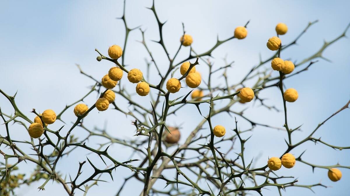 Espacio de Comunicación: Cómo evitar irnos por las ramas
