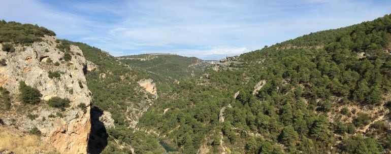 La tercera parte de los árboles de Cuenca son pinos.