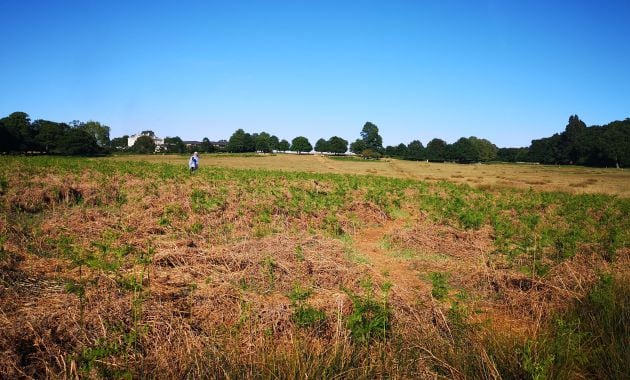 El animal está escondido en la foto.