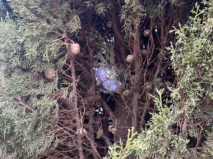 La segunda bola con un décimo estaba escondida en un árbol de la Media Legua, en la carretera que une Mota del Cuervo con Las Mesas