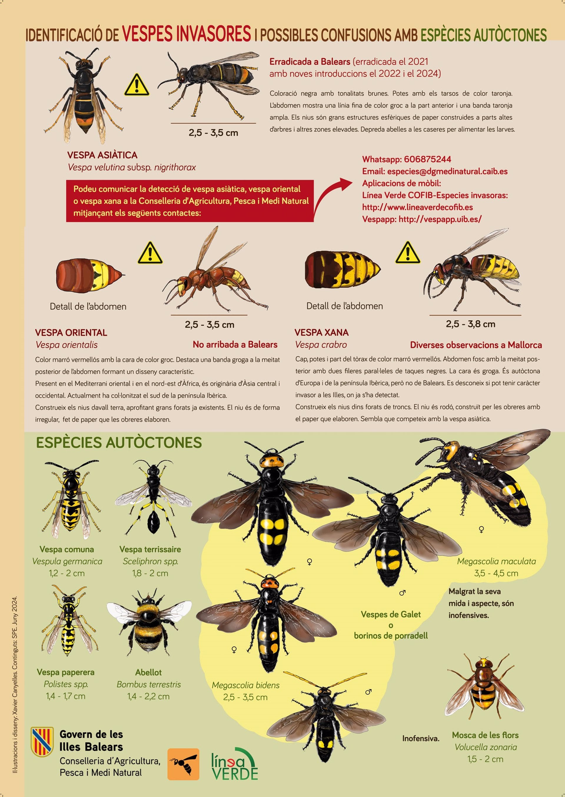 El Govern dispone de una infografía para ayudar a diferenciar esta especie invasora de las otras avispas autóctonas