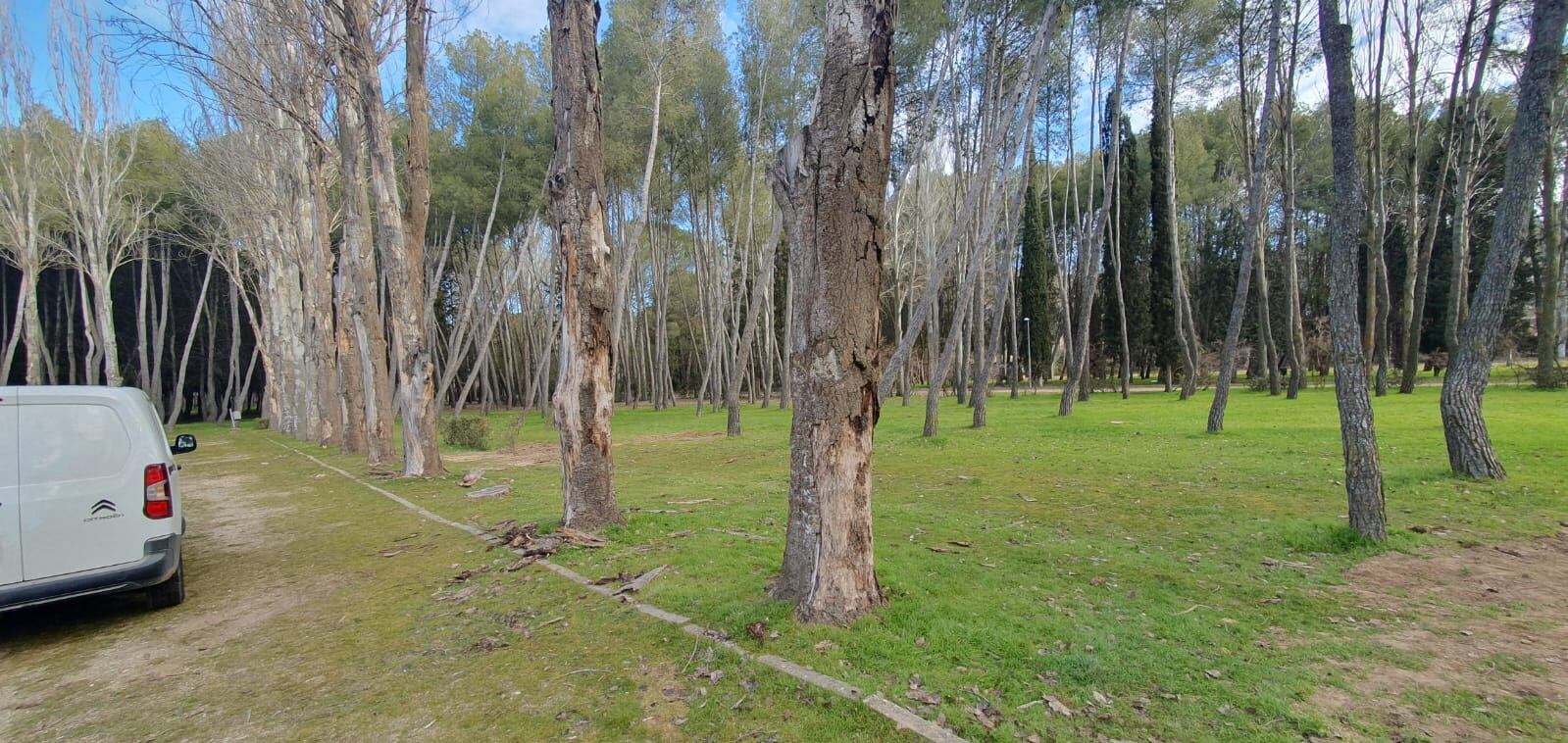 La masa arbolada del parque ha sido objeto de varias limpias por el mal estado de algunos ejemplares