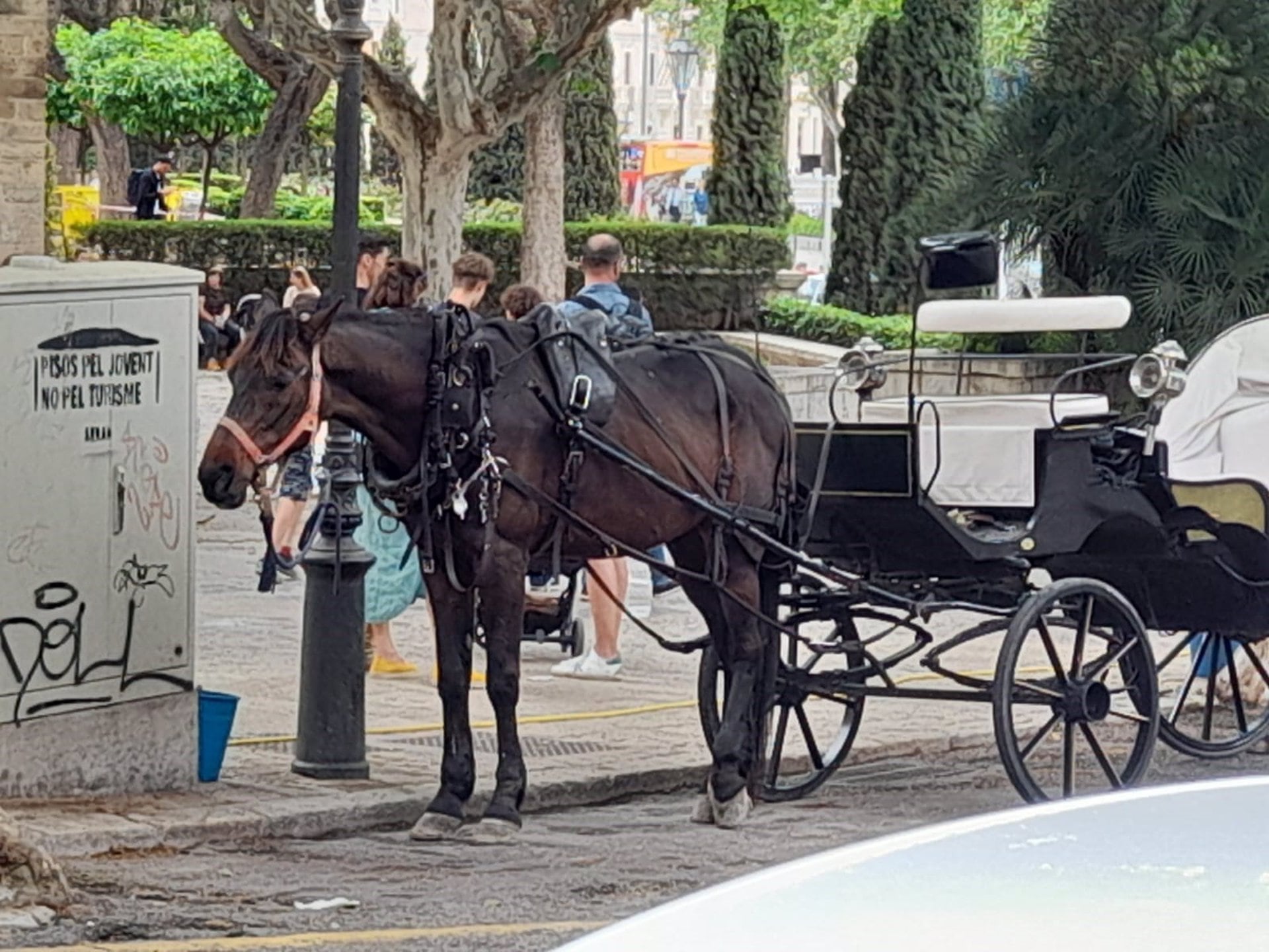 03/06/2022 Foto-denuncia de Progreso en Verde de un caballo de calesa en malas condiciones en Palma.
ISLAS BALEARES ESPAÑA EUROPA SOCIEDAD PALMA DE MALLORCA
PROGRESO EN VERDE
