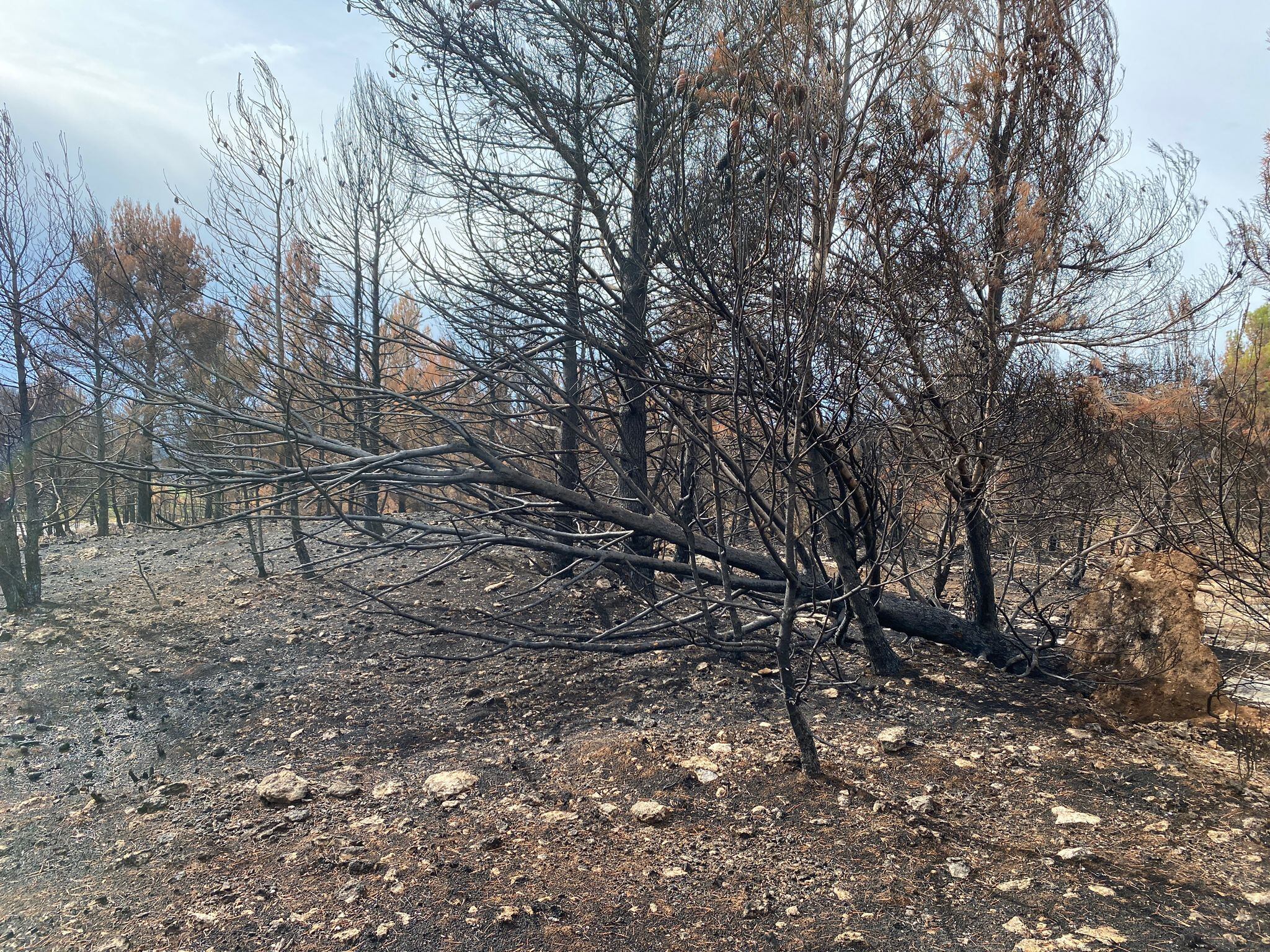 El incendio de Bejís ha arrasado 17.352 hectáreas de bosque y ha cambiado radicalmente el paisaje de esta zona del interior de Castellón.