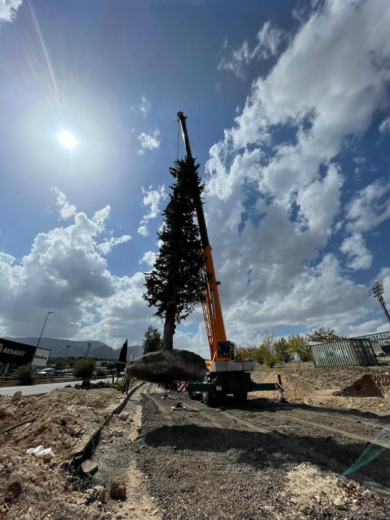 Trasplante de Árboles