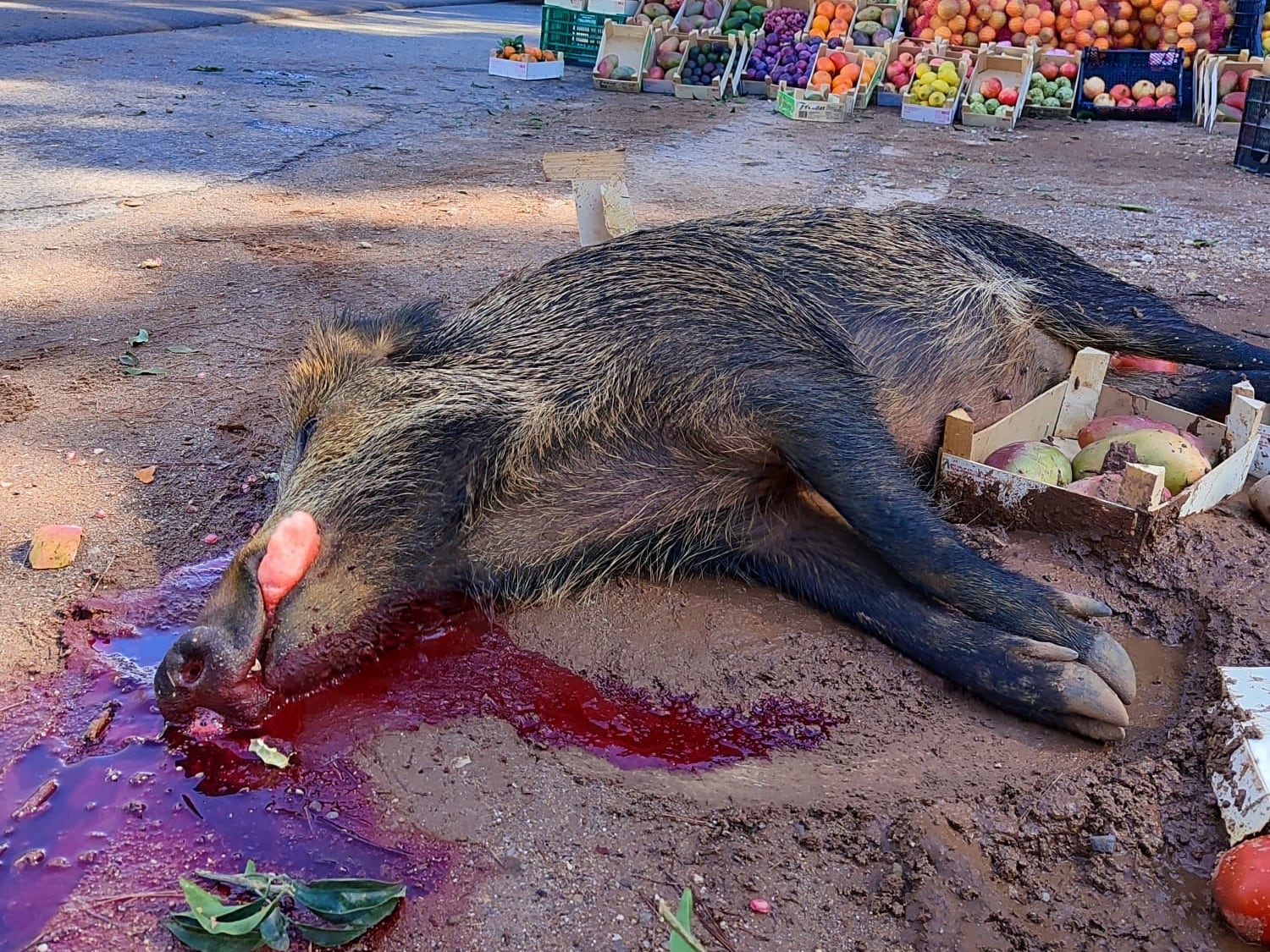 El animal muerto tras el siniestro en la carretera