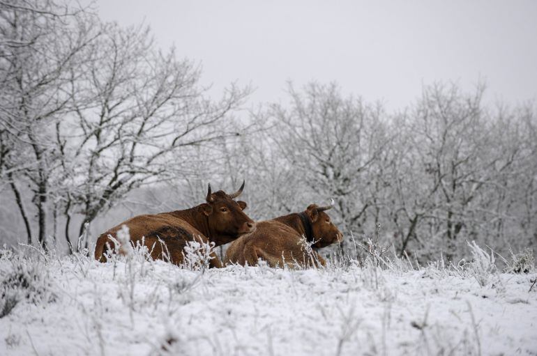 Dos vacas en un campo nevado en Montederramo (Ourense)