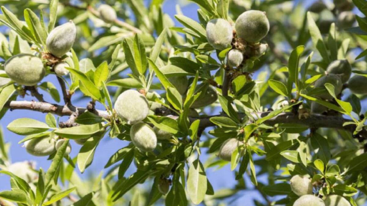La almendra riojana termina la temporada mirando a California