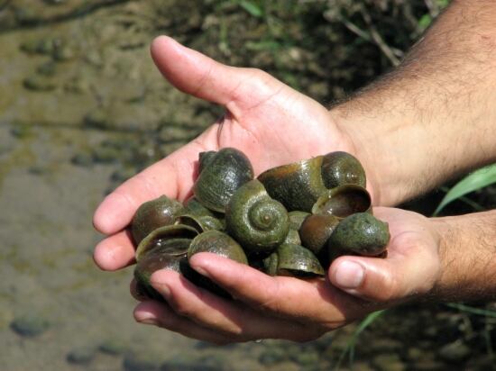 Exemplars de caragol poma al delta de l&#039;Ebre.