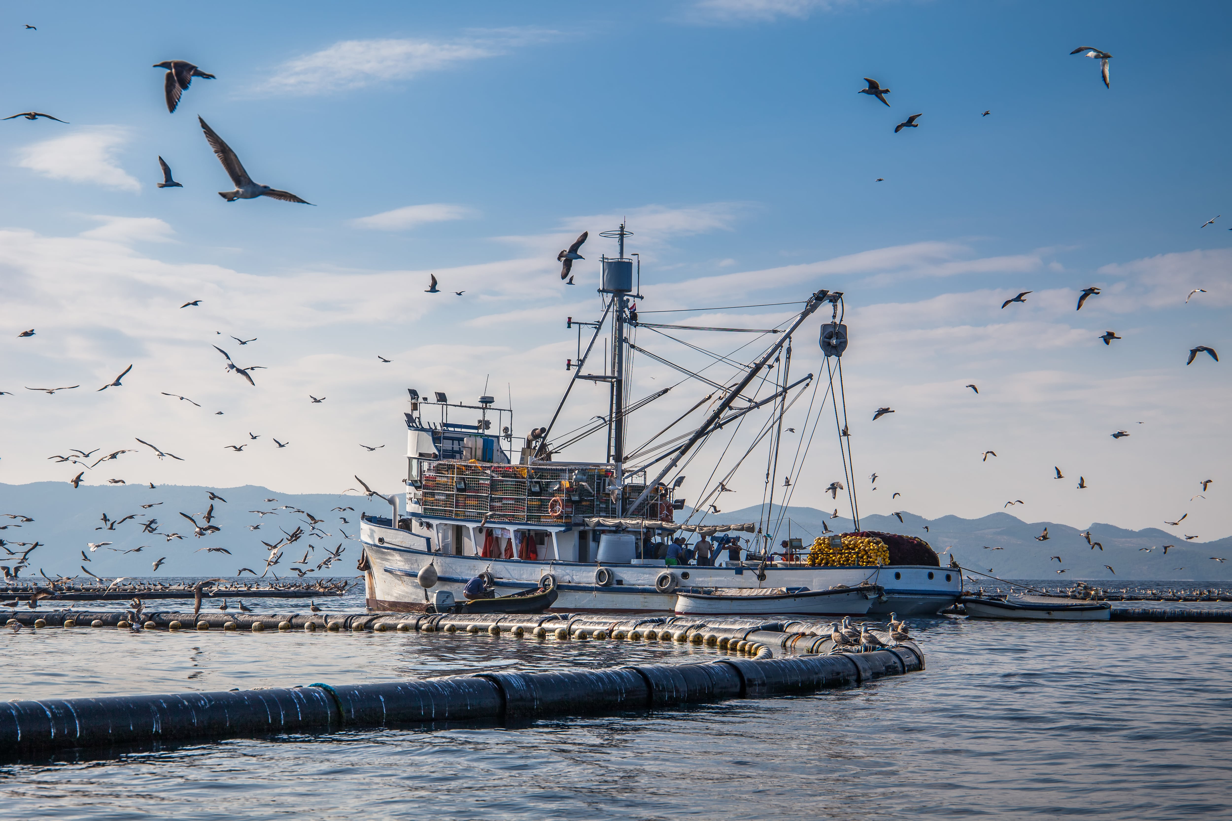 Barco pesquero