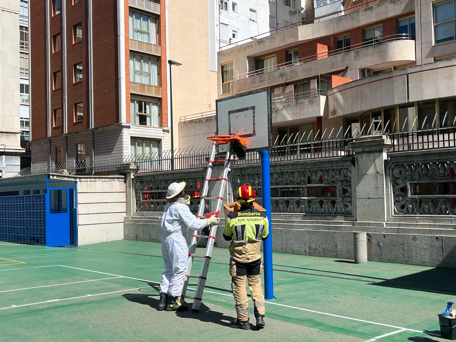 Enjambre en una canasta del Colegio Lourdes, Valladolid