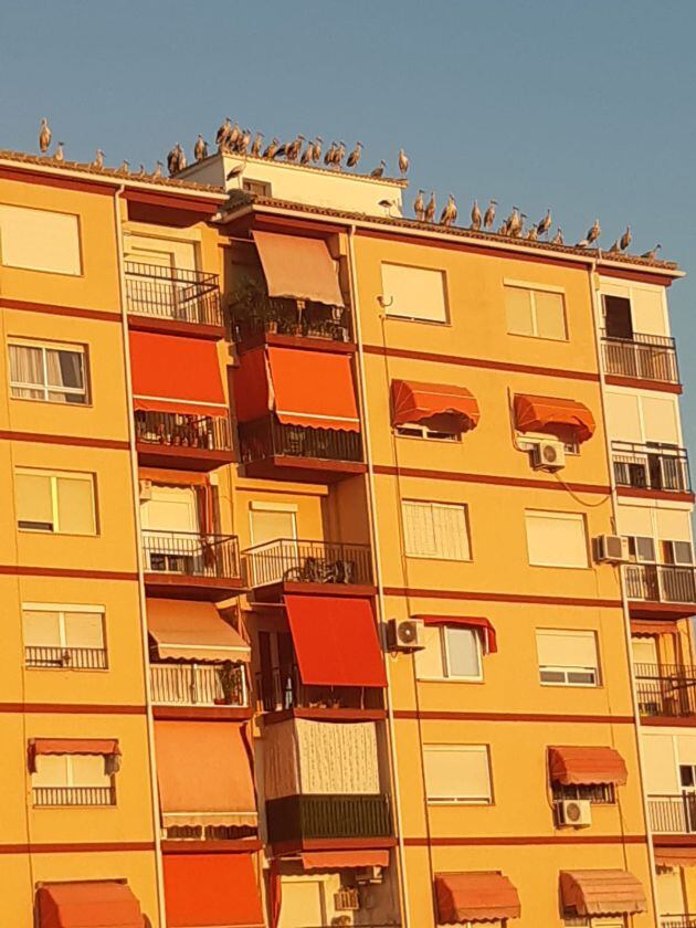 Cigüeñas en el tejado de un edificio de Linares.