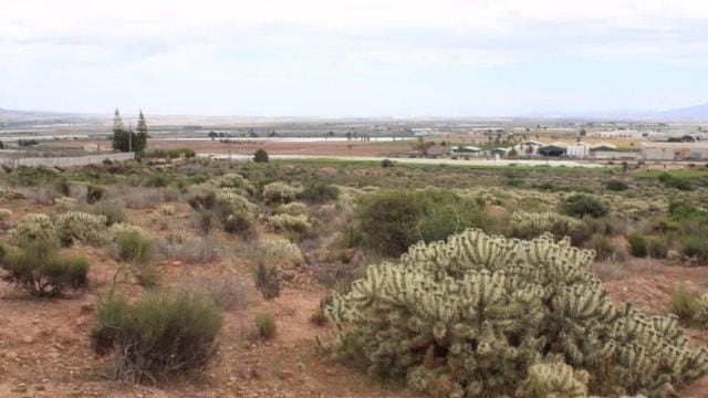 Cylindropuntia