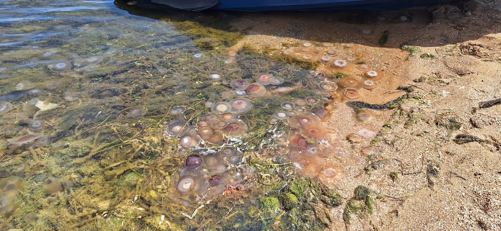 Proyecto para limpiar las playas del litoral  (foto de archivo)