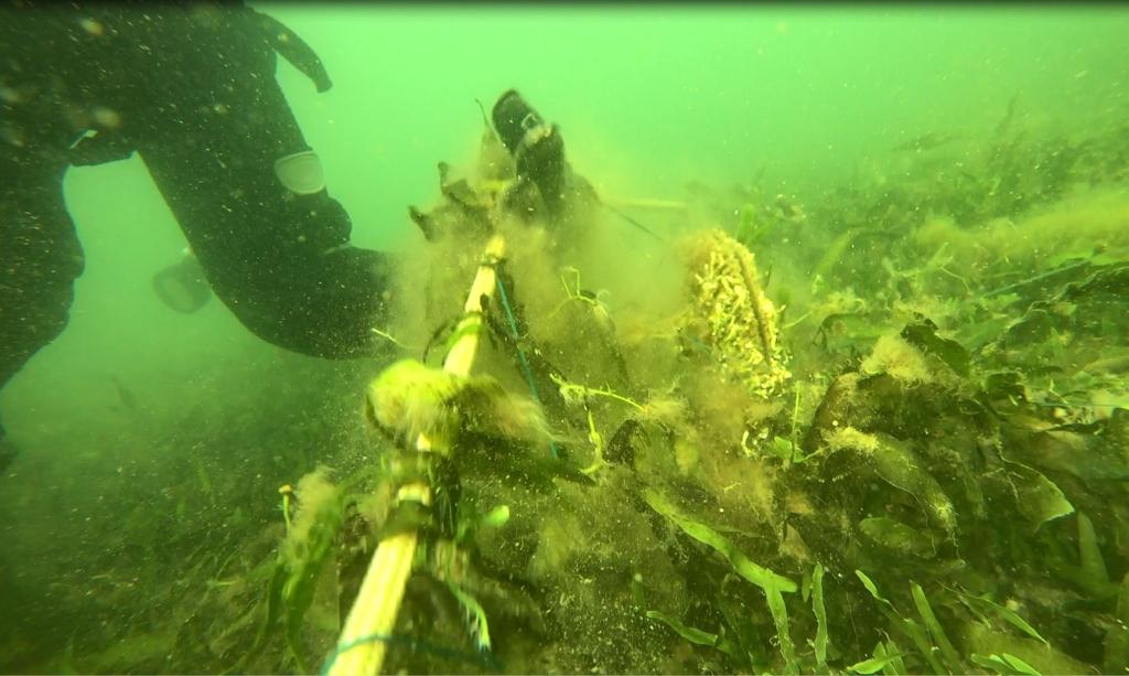 Redes caladas sobre nacras en el Mar Menor