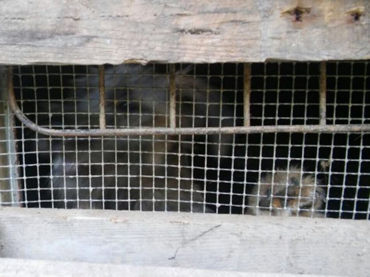 APROVA denuncia la situación de abandono de 13 perros en Bilbao