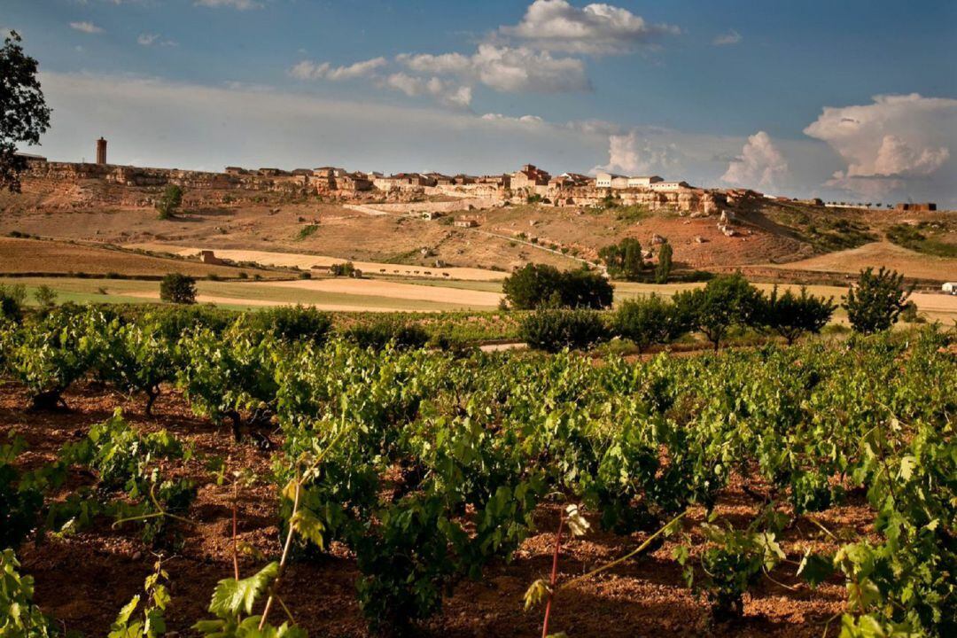 Los viñedos de la zona de Atauta en la Ribera del Duero soriana.